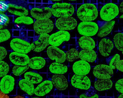 Trachyphyllia Spp. (Green) (Premium) M