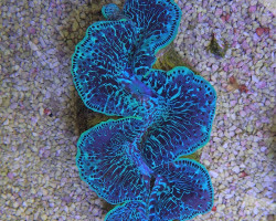 Tridacna Maxima (Green) 3Cm Xs