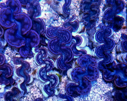 Tridacna Maxima (Pink/Purple) 6Cm M
