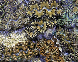 Tridacna Maxima (Yellow/Gold) 14Cm