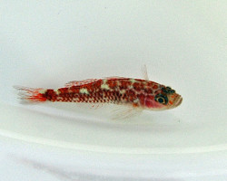 Trimma Cf. Caesiura - Allevato Europa S