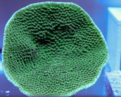 Turbinaria Mesenterina M