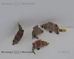 Wetmorella Nigropinnata M