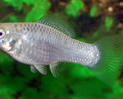 Mollie/Poecilia Velifera Silver S