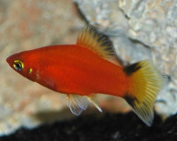 Platy Victory Red M