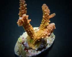 Acropora Latistella M