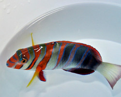 Choerodon Fasciatus M