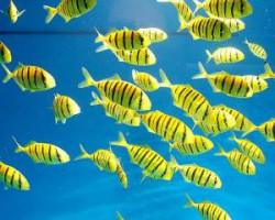 Gnathanodon Speciosus M