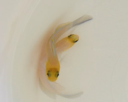 Opistognathus Aurifrons M