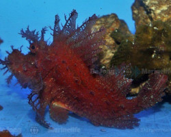 Rhinopias Frondosa (Orange) M