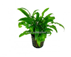 Cryptocoryne Wendtii Green