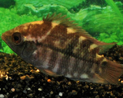 Hypselecara Temporalis M