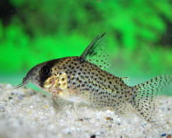 Corydoras Kanei S