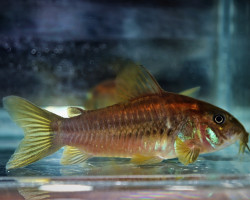 Corydoras Aeneus Peru Red L