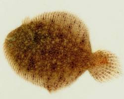 Hypoclinemus Mentalis M