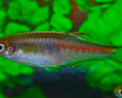 Danio Choprae M