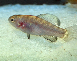 Elassoma Evergladei M