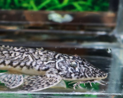 Crossoloricaria Variegata L