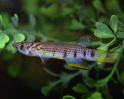 Epiplatys Infrafasciatus Bidou L