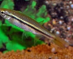 Esomus Lineatus L
