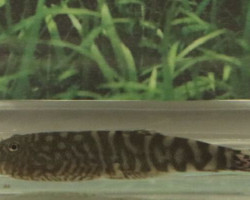 Gastromyzon Sp. Sk04 M