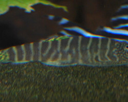 Gastromyzon Viriosus L