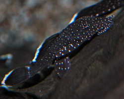 L183 Ancistrus Dolichopterus  S