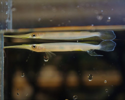 Hemirhamphodon Kuekenthali L