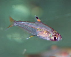 Hyphessobrycon Cf Troemneri M