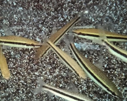 Laemolyta Taeniata  L