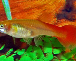 Guppy Flamingo Red Femmina L