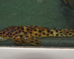 L172 Leporacanthicus Heterodon L