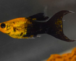 P. Sphenops Golddust Tuxedo Longfin S