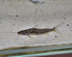 Mystus Vittatus M