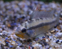 Apistogramma Allpahuayo  M