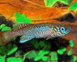 Nothobranchius Kilomberoensis M