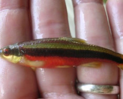 Notropis Lutipinnis S