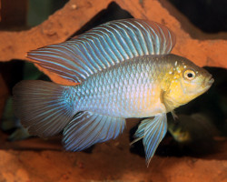 Apistogramma Borellii S
