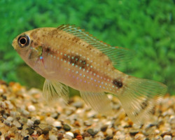 Anomalochromis Thomasi L