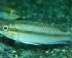 Pelvicachromis Pulcher L Maschio