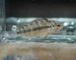 Apistogramma Hongsloi Gold Red M