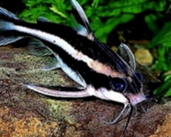 Platydoras Armatulus M