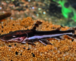 Pseudoplatystoma Fasciatum L
