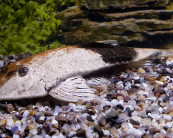 Pseudohemiodon Aff. Apithanos S/M