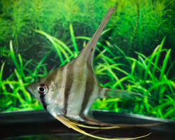 Pterophyllum Altum M