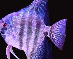 P. Scalare Blue Tiger L