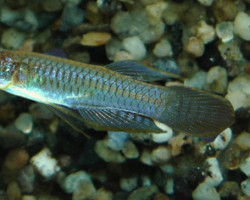 Poropanchax Normani S