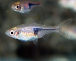 Trigonostigma Truncata S/M