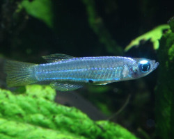 Poropanchax Stigmatopygus L