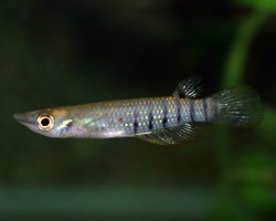 Aplocheilus Lineatus L
